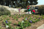 El període de preinscripcions al PTT d’Auxiliar en Vivers i Jardins d’Altafulla obre el 25