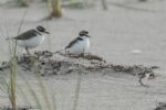 Neixen tres pollets de corriol camanegre a la platja de Tamarit per l’absència d’humans