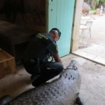 La Guàrdia Civil intervé un cocodril cubà naturalitzat a Cambrils