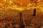 Almenys set detinguts i 2.000 plantes de marihuana intervingudes pels Mossos d’Esquadra al Tarragonès