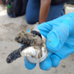 Traslladen 55 ous de tortuga careta dels dos nius de la platja de Vila-seca