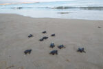 Alliberades 35 tortugues careta dels nius localitzats aquest estiu a la platja de La Pineda