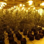 Els Mossos desarticulen un grup criminal especialitzat en el cultiu intensiu de marihuana a Garidells i Salou