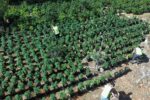 Desmantellen una plantació amb 3.500 plantes de marihuana a Vandellòs i l’Hospitalet de l’Infant