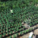 Desmantellen una plantació amb 3.500 plantes de marihuana a Vandellòs i l’Hospitalet de l’Infant