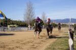 15 cavalls pura sang anglesos han competit aquest matí en un Cós de Sant Antoni sense públic