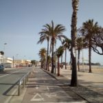 L’Ajuntament de Cambrils planta 18 palmeres al passeig marítim  