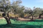 El programa de la borsa de terres de la Selva s’enforteix amb l’ajuda del Banc de Terres del Baix Camp