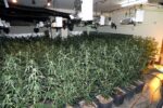 Desmantellen una plantació de marihuana a Reus i detenen el responsable amagat al fals sostre