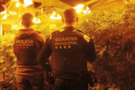 La Guàrdia Municipal i els Mossos desmantellen una plantació de marihuana a Riudoms