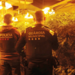 La Guàrdia Municipal i els Mossos desmantellen una plantació de marihuana a Riudoms