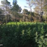 Els Mossos desmantellen la plantació de marihuana més gran localitzada a l’Alt Camp amb més de 12.000 plantes