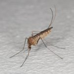 Es detecta el virus del Nil Occidental en mosquits a Riudoms