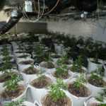 Desmantellat un cultiu il·legal amb 468 plantes de cànnabis en un xalet de Cambrils 
