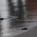 Alliberades 6 tortugues nascudes al niu de la platja del Miracle