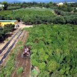 Desmantellen al Camp de Tarragona les primeres dues plantacions il·legals de cànem a Catalunya