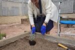 El Centre de Dia de La Pobla fabrica un jardí aromàtic per fomentar el benestar dels usuaris