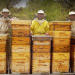 Sal i Pebre: Mel de l’Àvi Lluís recull la dada rècord de 120 tonelades de mel