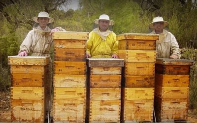 Sal i Pebre: Mel de l’Àvi Lluís recull la dada rècord de 120 tonelades de mel