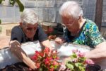 El Centre de Dia de La Pobla convereteix la plantada de begònies a l’hort en un estímul