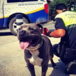 Cambrils multa amb més de 5.000 euros dos propietaris de gossos perillosos sense papers