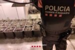 Detingut un grup criminal de 14 persones especialitzat en el cultiu de marihuana al Camp de Tarragona