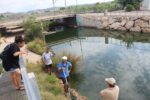 Mortaldat de peixos a la riera de la Murtra de Creixell per manca d’oxigen a l’aigua