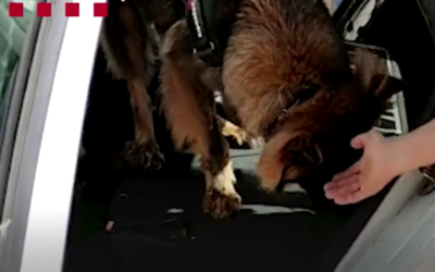 Un gos policia localitza 37.000 euros amagats al seient d’un cotxe a Tarragona