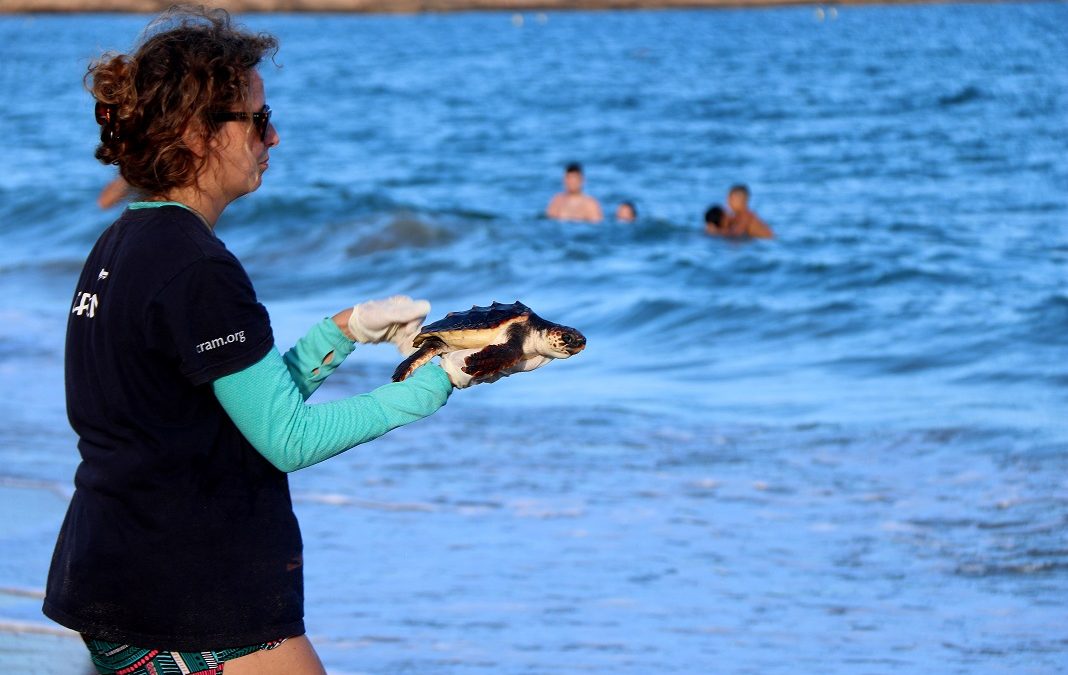 El Centre de Recuperació d’Animals Marins alliberarà una tortuga a Cambrils