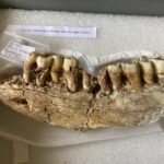 Descobrint les dents de sabre prehistòriques de La Canonja