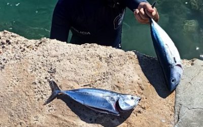 Els mossos denuncien el patró d’embarcació d’esbarjo a l’Hospitalet de l’Infant per pescar il·legalment tonyina roja