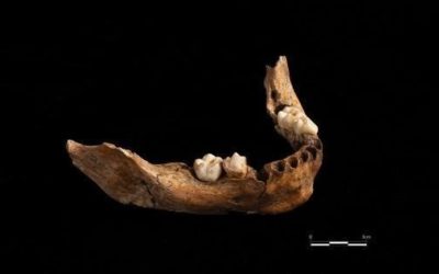 Vimbodí i Poblet amagava el fòssil humà més antic trobat al sud de Catalunya