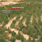 Intervenen 50 tones de marihuana en plantacions que simulaven cultius legals a Tarragona i al Maresme