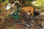 Rescaten un gos víctima de maltractament i abandonament al Catllar