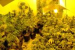 A presó un grup criminal responsable de dues plantacions de marihuana al Tarragonès