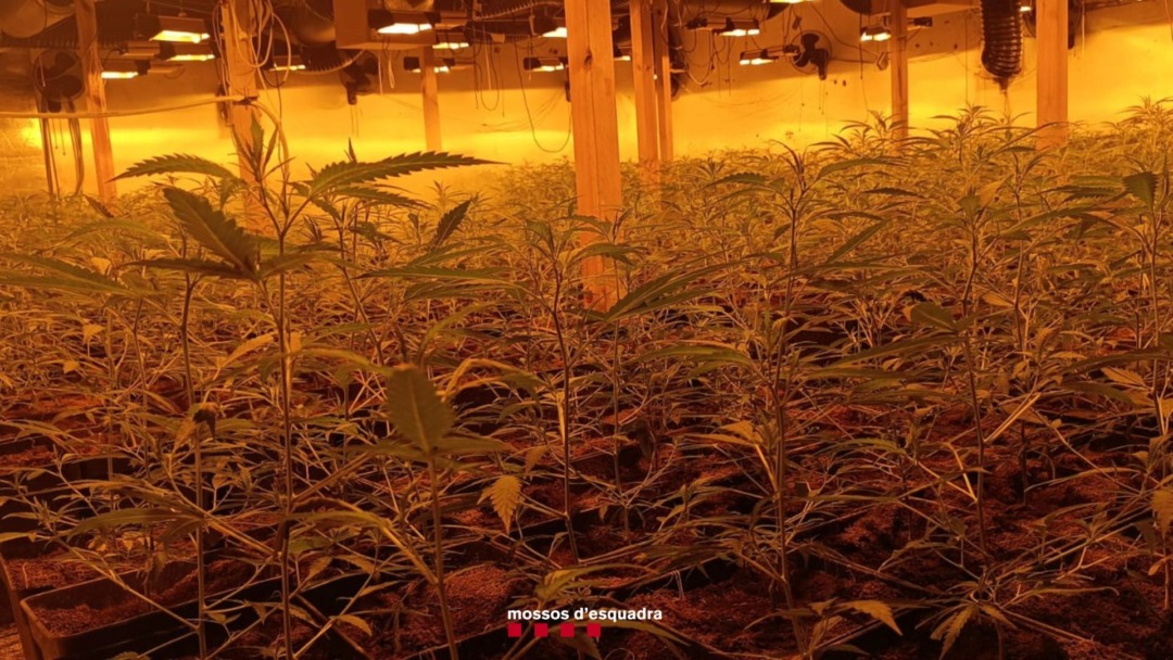 Detingut per cultivar un mar de plantes de marihuana a Vinyols i robar la llum