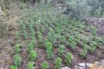 A presó tres homes per cultivar més de 10.000 plantes de marihuana als boscos de Prades
