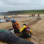 Apareixen 55 balenes pilot mortes en una platja d’Escòcia