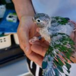 Detinguts per vendre de manera ambulant aus exòtiques protegides