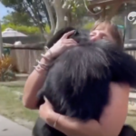 Video: El tierno reencuentro de un chimpancé con la pareja que le salvó la vida