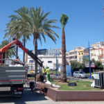 El Port de Tarragona replanta noves plameres a la façana marítima