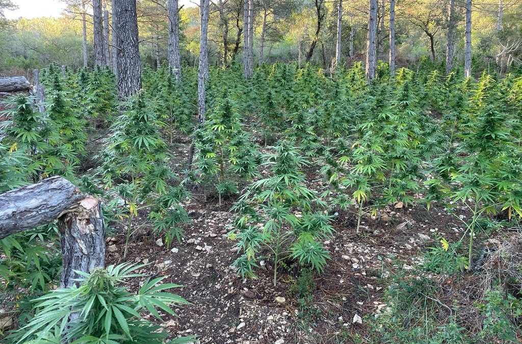Construeixen una xarxa de canonades per regar les 1.500 plantes d’una plantació de marihuana