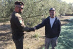 Ajuntaments del Camp de Tarragona reforcen la vigilància per evitar robatoris d’olives