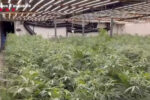 Vídeo: Desmantellen una plantació de 1.300 plantes de marihuana a Roda de Berà