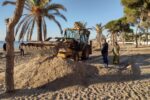 Altafulla reconstrueix el cordó dunar per protegir el Parc de Voramar