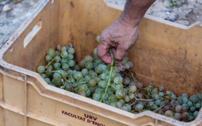 Un llevat poc convencional millora la qualitat dels vins