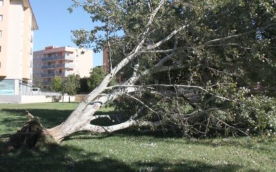 Tarragona activa l’alerta per fort vent