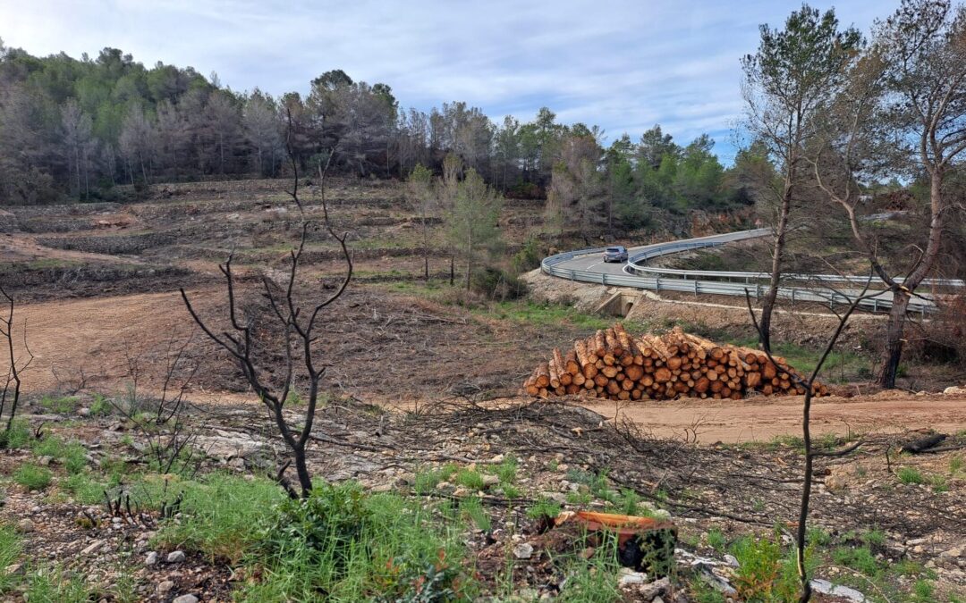 Pla de retirada de la fusta de l’incendi de la Nou de Gaià per facilitar la recuperació