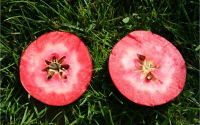 Un estudi de la URV revela beneficis cardiovasculars en les pomes de polpa vermella