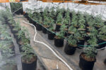 Detenen sis persones en una plantació amb un miler de plantes de marihuana a Reus